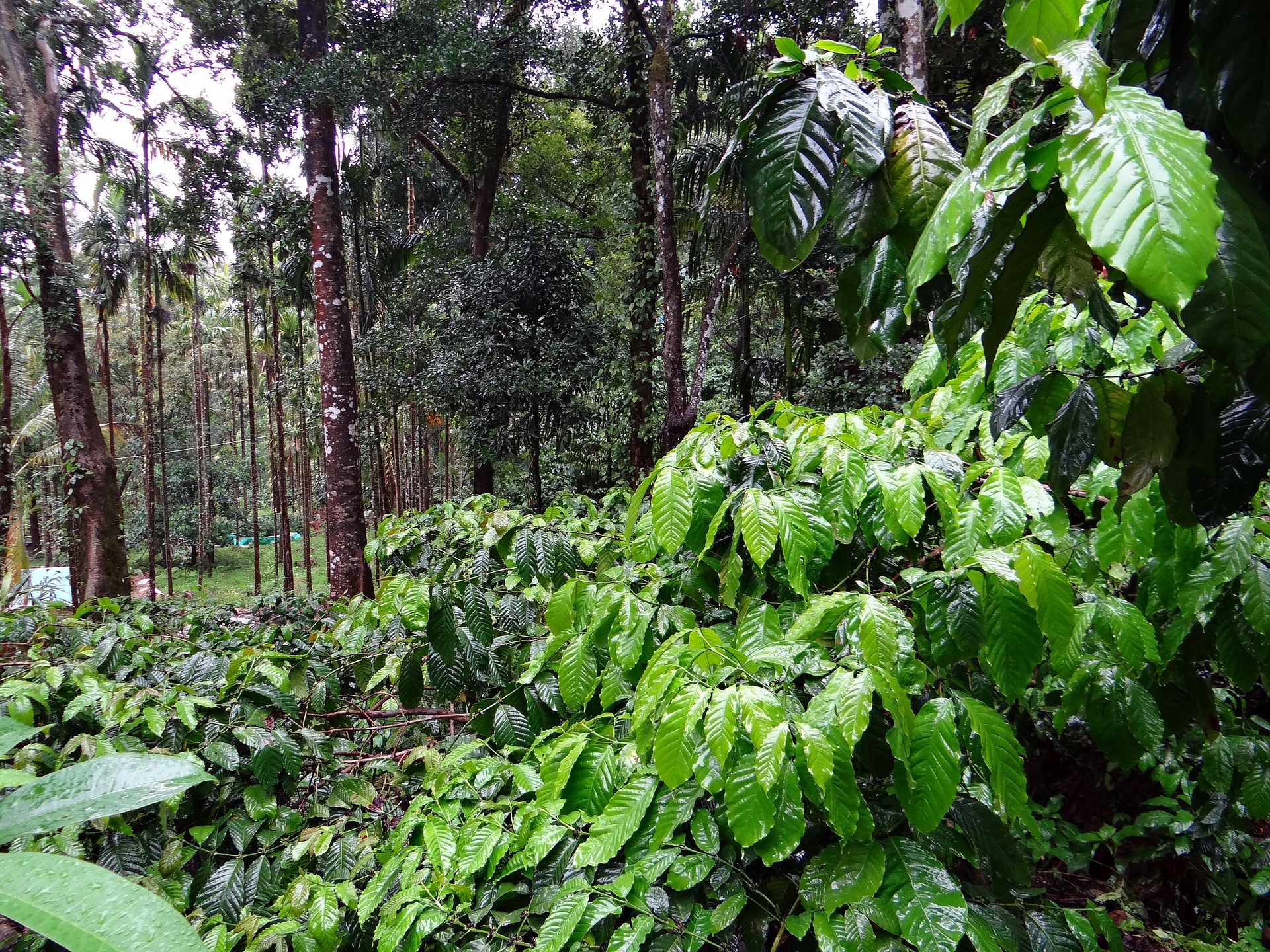 kebun kopi